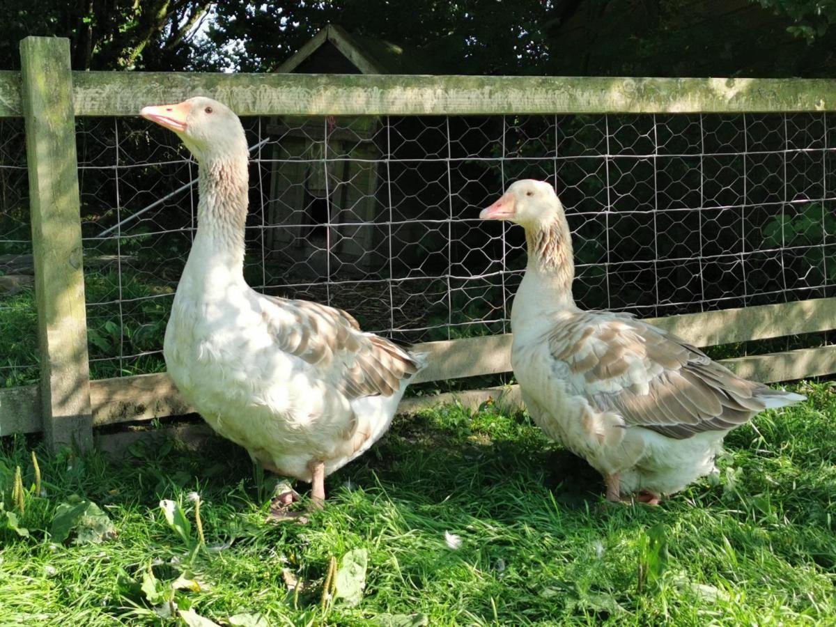 Wellstone Cottages - IvyLlanfyrnach エクステリア 写真