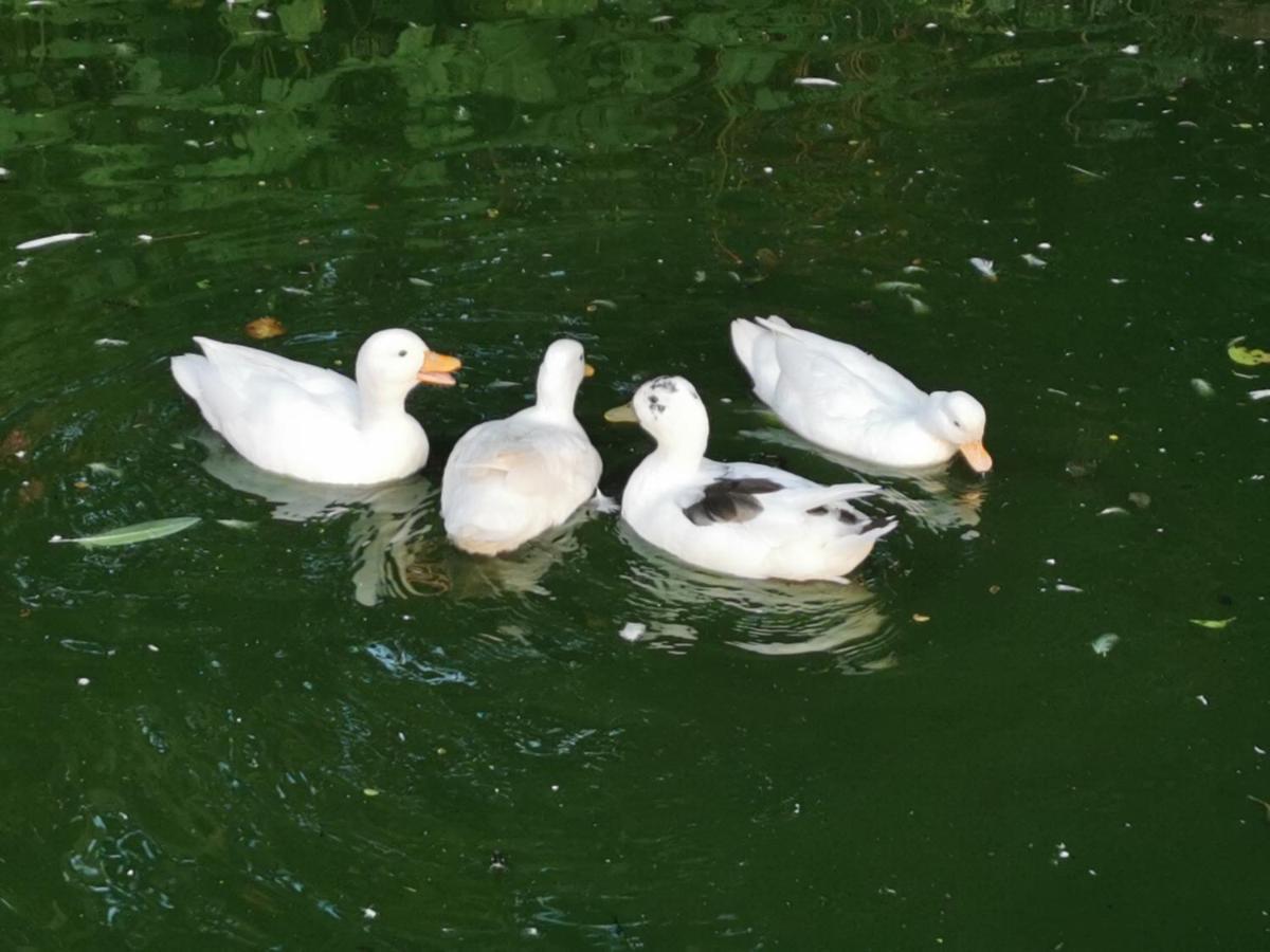 Wellstone Cottages - IvyLlanfyrnach エクステリア 写真